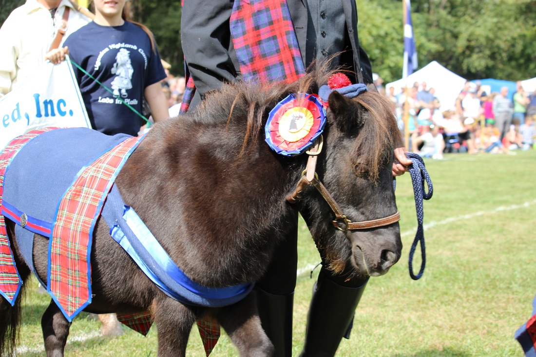 scottish pony